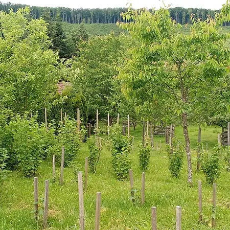 Budafai * Kiscsehi